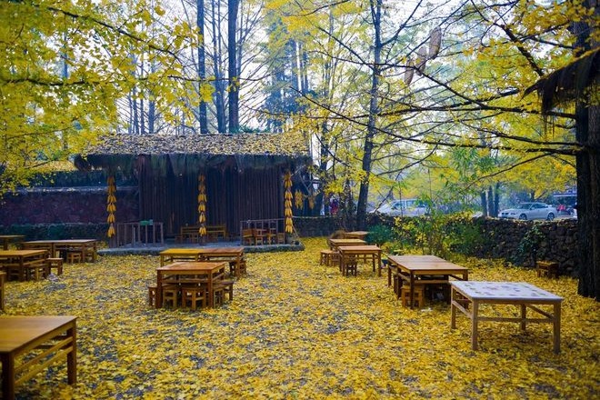 Millennium Ginkgo Valley Scenic Area